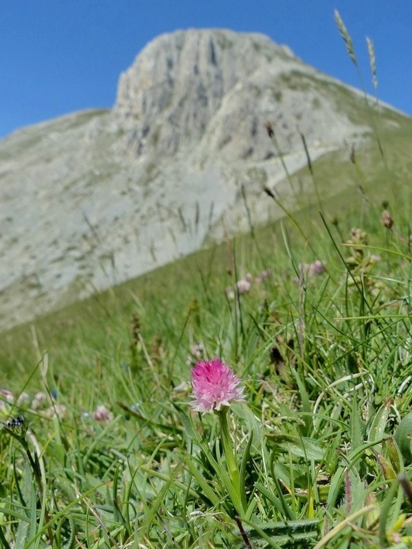 Pseudorchis albida var.tricuspis e Nigritella widderi - Gran Sasso luglio 2017